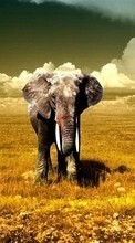 Scaricare immagine Elephants, Animals sul telefono gratis.