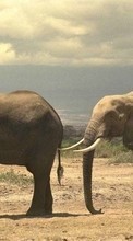 Scaricare immagine Animals, Elephants sul telefono gratis.