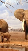 Elephants,Animals per Apple iPhone 5