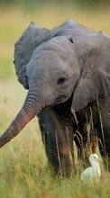 Scaricare immagine Elephants,Animals sul telefono gratis.