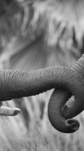 Elephants,Animals per Sony Ericsson C902