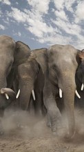 Scaricare immagine 240x320 Animals, Elephants sul telefono gratis.