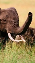 Scaricare immagine 240x320 Animals, Elephants sul telefono gratis.