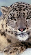 Scaricare immagine Snow, Snow leopard, Animals sul telefono gratis.