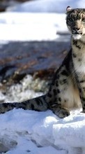 Snow, Snow leopard, Animals, Winter per Sony Xperia C5 Ultra