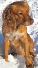 Scaricare immagine Animals, Dogs, Snow sul telefono gratis.