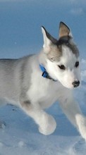 Scaricare immagine 1080x1920 Animals, Dogs, Snow sul telefono gratis.