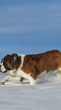 Scaricare immagine 1024x600 Animals, Dogs, Snow sul telefono gratis.