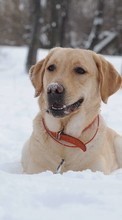 Scaricare immagine Snow, Dogs, Animals, Winter sul telefono gratis.