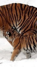 Scaricare immagine Snow, Tigers, Animals sul telefono gratis.