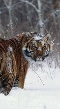 Scaricare immagine Snow, Tigers, Animals, Winter sul telefono gratis.