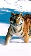 Scaricare immagine Animals, Winter, Tigers, Snow sul telefono gratis.