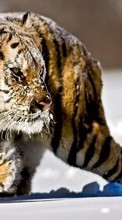 Scaricare immagine 240x320 Animals, Winter, Tigers, Snow sul telefono gratis.