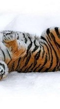 Scaricare immagine 1024x600 Animals, Winter, Tigers, Snow sul telefono gratis.