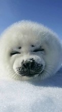 Scaricare immagine Snow, Seals, Animals sul telefono gratis.