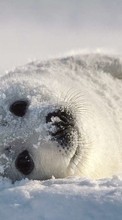 Scaricare immagine Animals, Snow, Seals sul telefono gratis.