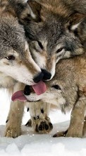 Scaricare immagine Snow, Wolfs, Animals sul telefono gratis.