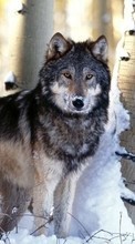 Scaricare immagine 1024x600 Animals, Wolfs, Snow sul telefono gratis.