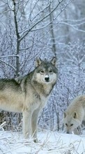 Scaricare immagine Animals, Wolfs, Winter, Snow sul telefono gratis.