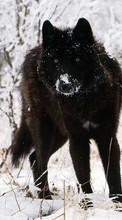 Scaricare immagine Snow, Wolfs, Animals, Winter sul telefono gratis.