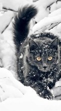 Scaricare immagine Snow,Animals sul telefono gratis.