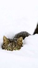 Scaricare immagine Snow,Animals,Winter sul telefono gratis.