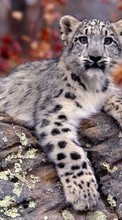 Scaricare immagine Animals, Snow leopard sul telefono gratis.