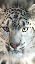 Scaricare immagine Animals, Snow leopard sul telefono gratis.
