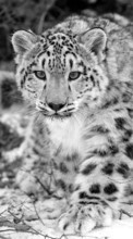 Scaricare immagine 1080x1920 Animals, Snow leopard sul telefono gratis.