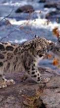 Scaricare immagine 540x960 Animals, Snow leopard sul telefono gratis.