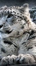 Scaricare immagine Snow leopard, Animals sul telefono gratis.