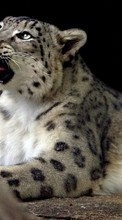 Snow leopard, Animals per Samsung Galaxy Note 5