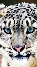 Scaricare immagine Snow leopard, Animals sul telefono gratis.
