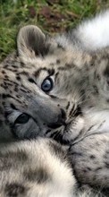 Animals, Snow leopard per Sony Ericsson W995