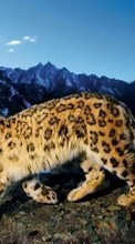 Scaricare immagine Snow leopard,Animals sul telefono gratis.
