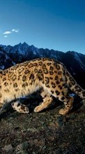 Scaricare immagine Snow leopard,Animals sul telefono gratis.