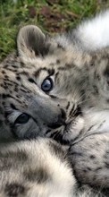 Scaricare immagine 1024x600 Animals, Snow leopard sul telefono gratis.