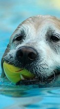Scaricare immagine 1024x768 Dogs, Water, Animals sul telefono gratis.