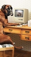 Scaricare immagine Dogs, Funny, Animals sul telefono gratis.