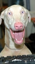 Scaricare immagine Dogs, Funny, Animals sul telefono gratis.
