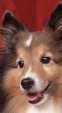 Animals, Dogs per HTC Sensation XE