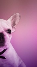 Animals, Dogs per Sony Xperia SP