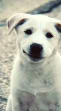Animals, Dogs per HTC Explorer