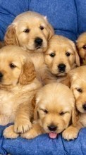 Scaricare immagine Dogs, Animals sul telefono gratis.