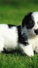 Scaricare immagine 800x480 Animals, Dogs sul telefono gratis.