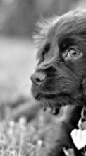 Dogs, Animals per Lenovo A690