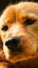 Scaricare immagine Dogs, Animals sul telefono gratis.