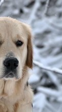 Dogs,Animals per Sony Ericsson Xperia X8