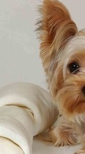 Scaricare immagine Dogs,Animals sul telefono gratis.