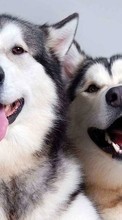 Scaricare immagine Dogs,Animals sul telefono gratis.